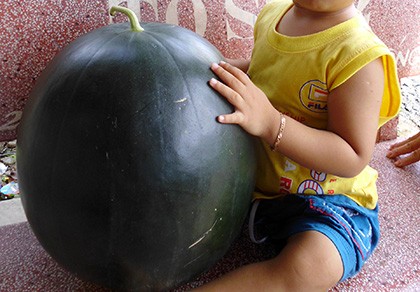Xem dưa hấu 'khủng' cân nặng 17 kg