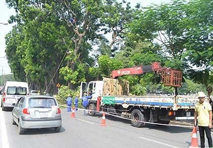 Hà Nội chặt, chuyển 109 cây xanh để làm đường sắt trên cao