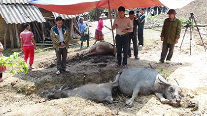 Nhà có sáu con trâu, sét đánh chết năm con