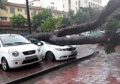 Cây cổ thụ bất ngờ bật gốc đè bẹp ô tô