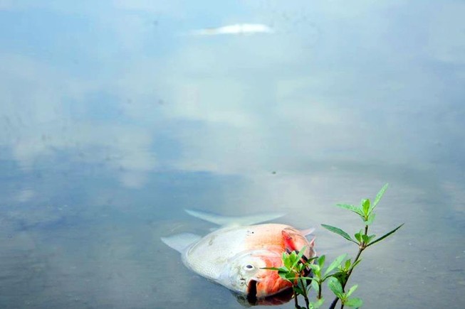 Cá lại chết nhiều ở hồ Linh Đàm