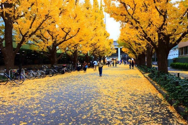 Đẹp mê say với mùa lá vàng ở Nhật Bản