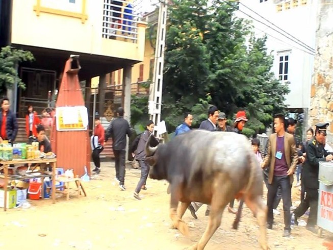 Trâu chọi chạy tán loạn, khán giả hú vía