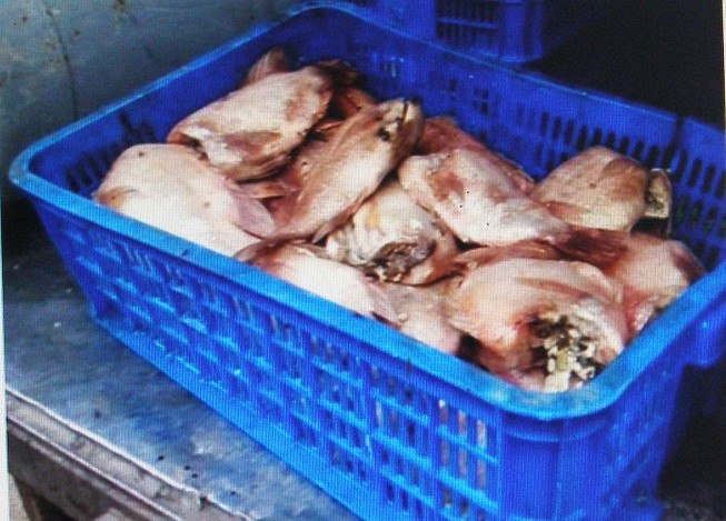Nghi vấn tráo cá ươn để cung cấp cho trường học