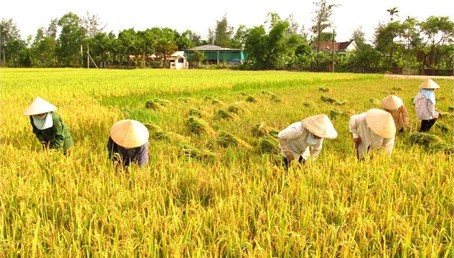 Chia cổ phần cho xã viên hơn 500.000 đồng/năm thì không đủ tiền nhậu