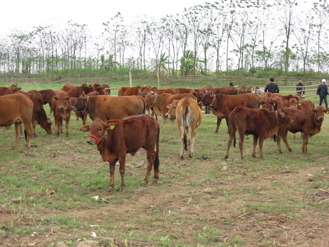 Mỗi ngày Hoàng Anh Gia Lai thu về khoảng 1 tỉ đồng từ phân bò