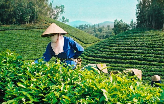 Chè, cà phê, trái cây khó cạnh tranh thị trường quốc tế