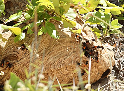 Hai trẻ nguy kịch vì ong vò vẽ đốt hàng chục mũi