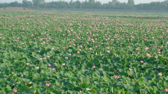 Vùng đất ngập nước tự nhiên cuối cùng của Đồng Tháp Mười