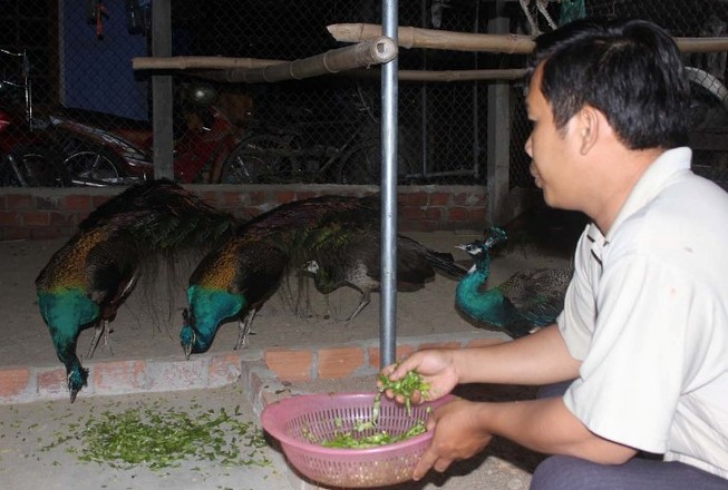 Người mê theo vũ điệu chim công