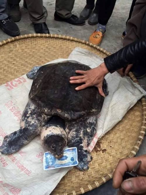 Người dân hiếu kỳ đổ xô đi xem 'cụ' ba ba 'khủng’