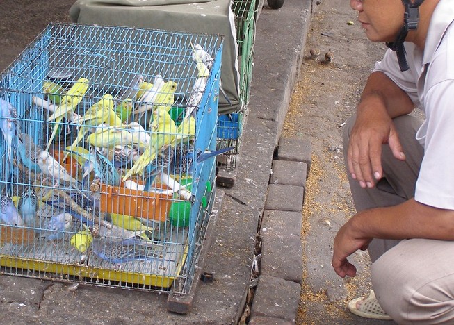 Nuôi chim cảnh phải có chứng nhận nguồn gốc