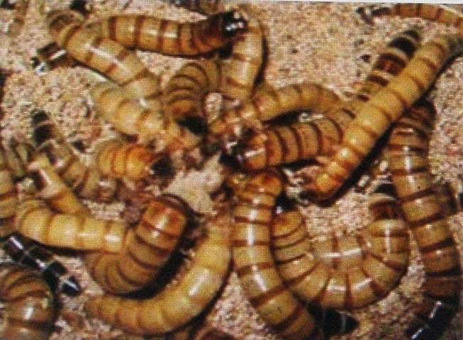Cấm nuôi và vận chuyển sâu Super worm