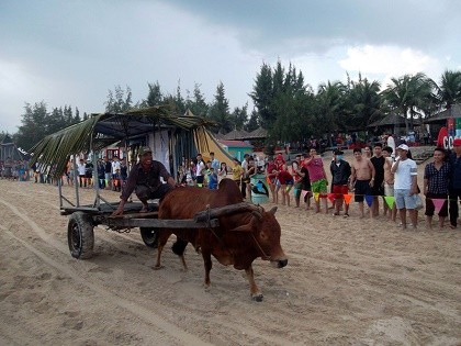 Độc đáo cuộc đua xe bò trên bãi biển ở La Gi