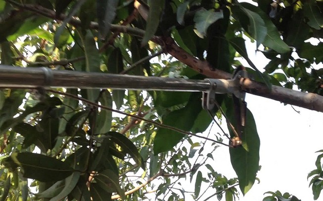 Đi chặt cây bị cành cây đâm thủng bụng