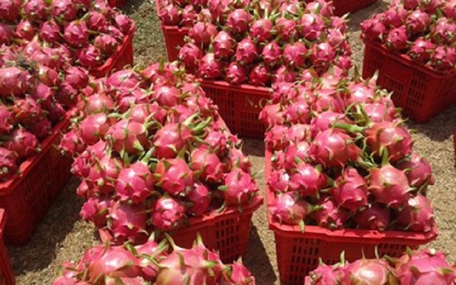 Phạt thương lái Trung Quốc mua thanh long trái phép