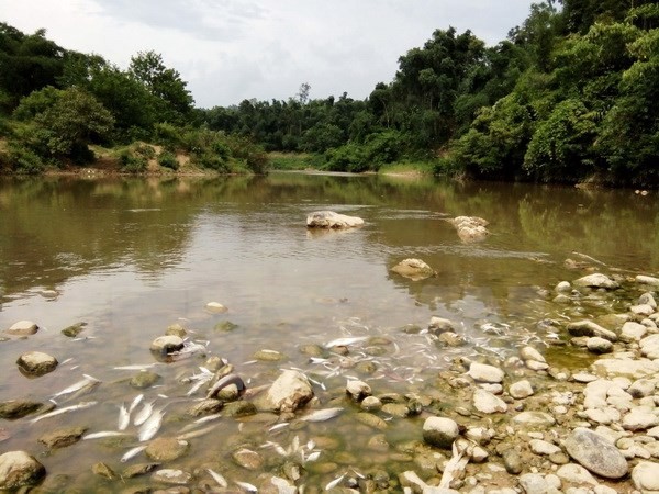 Cá chết hàng loạt trên sông chuyển màu đen