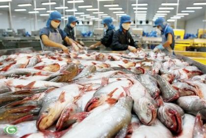 Thái Lan 'chuộng' cá tra Việt Nam