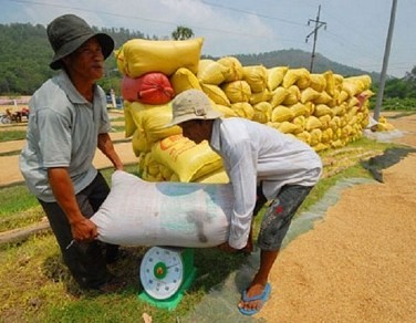 Tiêu thụ lúa gạo qua hợp đồng chỉ thành công 20%