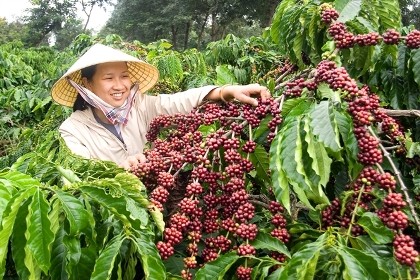 Cần phải 'thay máu' cho cà phê Việt Nam