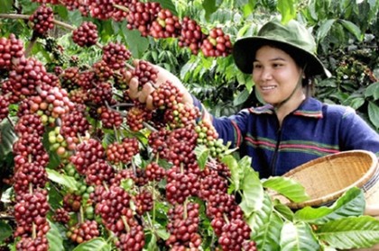 'Vận đen' của hạt cà phê Việt Nam
