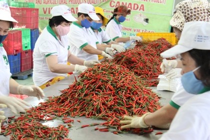 Nhiều hợp tác xã TP.HCM thua lỗ chờ giải thể