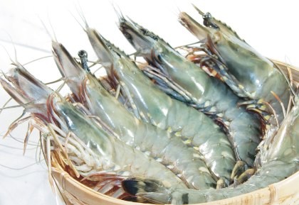 Mỹ sẽ ăn nhiều tôm Việt Nam trong năm 2016