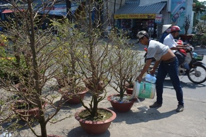Hoa tết 'khổ' với nắng nóng Sài Gòn