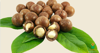 'Cây tỉ đô' được quy hoạch, tìm đầu ra