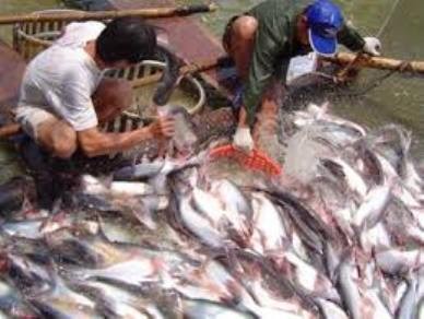 Diện tích nuôi cá, tôm đang có nguy cơ bị thu hẹp
