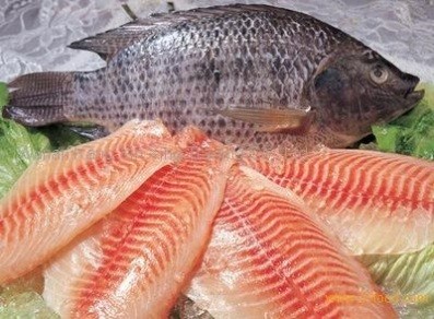 Cá rô phi được quy hoạch, xây dựng thương hiệu xuất khẩu