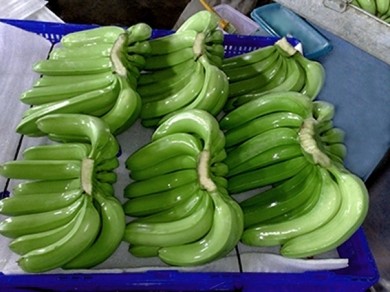 Cảnh báo nhiều DN xuất khẩu trái cây sang UAE bị lừa đảo