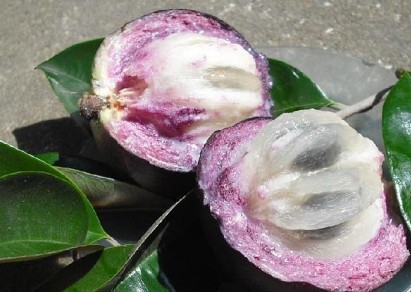 Vú sữa Việt Nam sắp được nhập khẩu Mỹ