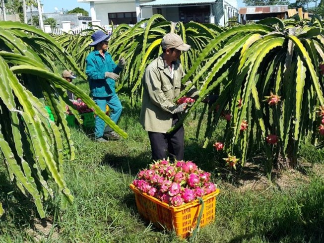 Thanh long chuẩn bị xuất khẩu sang Úc