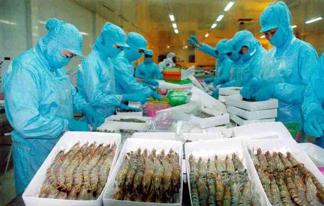 Tôm Việt xuất khẩu EU dính “nghi án” gian lận xuất xứ