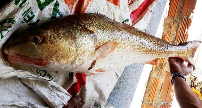 Ngư dân Khánh Hòa câu một con cá nghi là Sủ vàng
