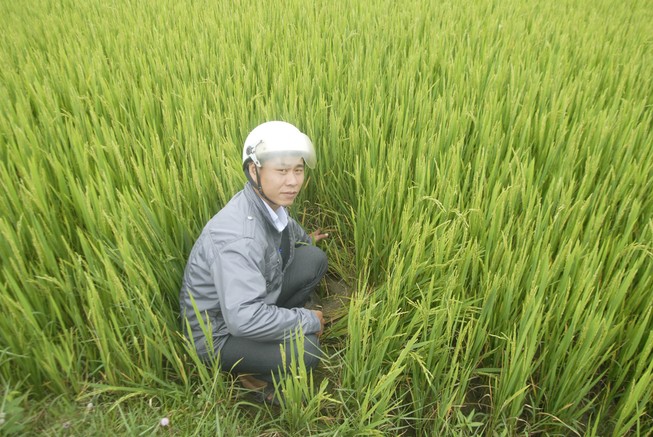 Lúa chết khô, thủy điện vẫn không 'chịu' xả nước