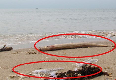 Viện Hải dương học Nha Trang tham gia tìm nguyên nhân cá chết