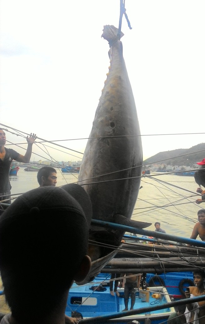 Ngư dân bắt được cá ngừ vây xanh quý hiếm nặng hơn 300 kg