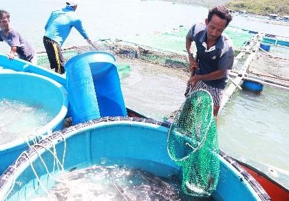 Cá nuôi chết hàng loạt, thiệt hại hơn 6 tỉ đồng