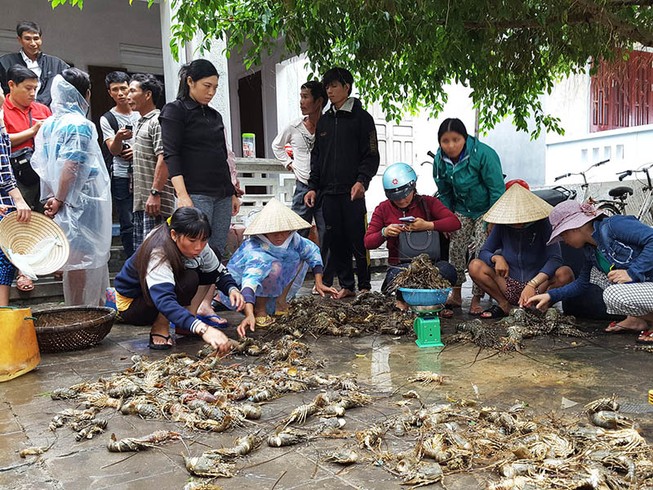 Tôm hùm chết hàng loạt, thiệt hại gần 50 tỉ đồng