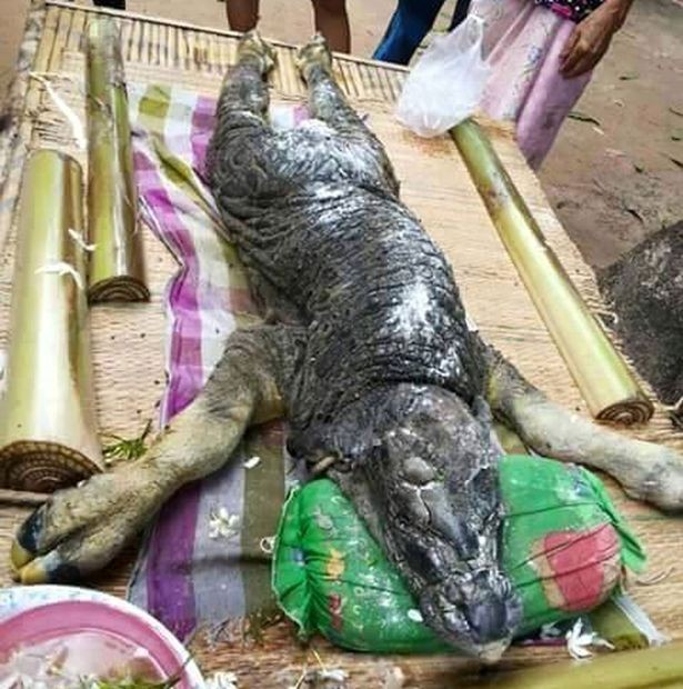 Con vật lai nửa trâu nửa cá sấu kỳ dị
