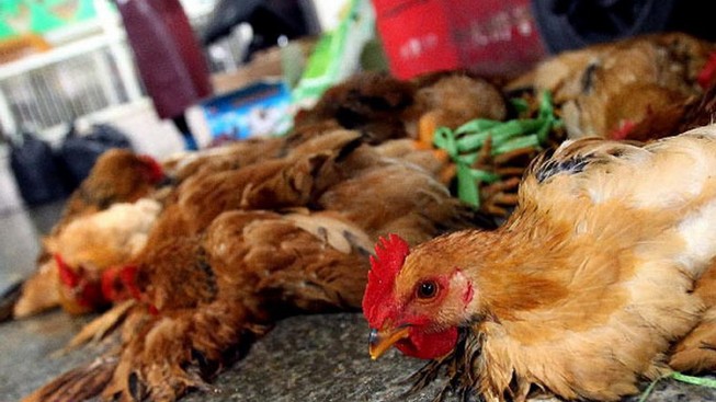 Trung Quốc: Một phụ nữ chết do nhiễm cúm gia cầm H5N6