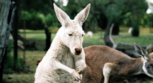 Dùng kangaroo 'đánh bom tự sát', thiếu niên Úc bị bắt giữ