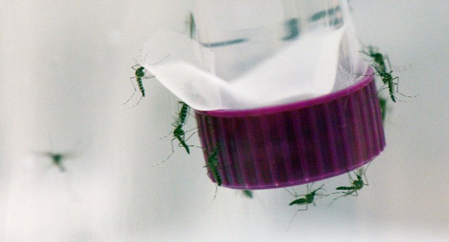Estonia tuyên bố sắp phát triển được vắc-xin điều trị Zika
