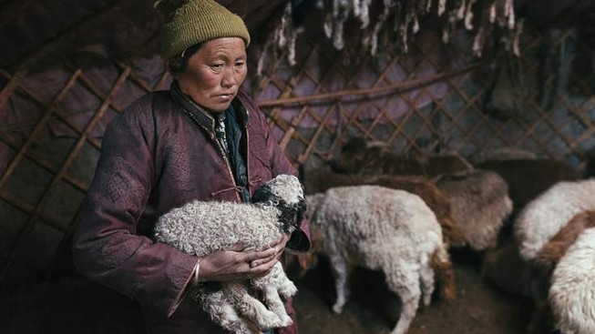 350.000 gia súc tại Mông Cổ chết, dân giàu bỗng thành nghèo