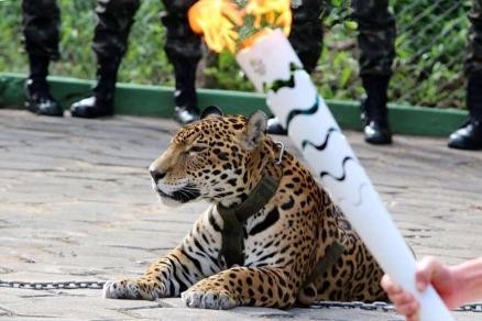 'Linh vật' đội Olympic Brazil bị bắn chết ngay sau lễ rước đuốc