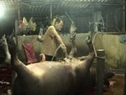 Bắt quả tang cơ sở bơm nước và thuốc an thần vào heo