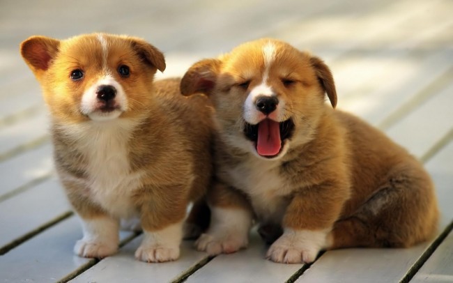Lái ô tô chở bạn đi chơi rồi lên kế hoạch... trộm chó