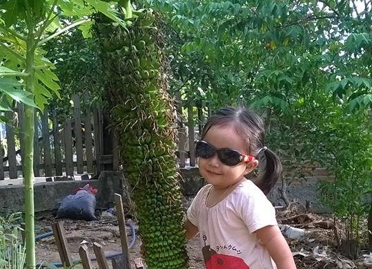 Buồng chuối khai hoa 'mút mùa Lệ Thủy'